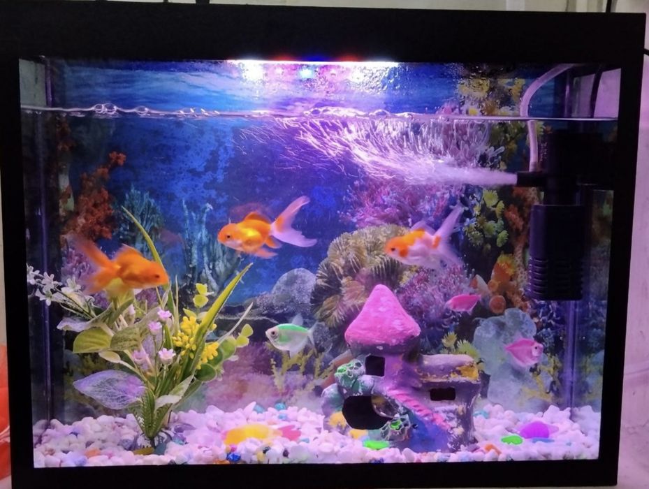 Продаю рыбки / baliq sotaman