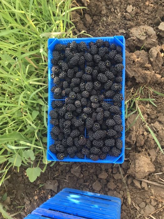 Елитен разсад малини и къпини.