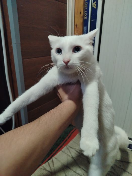 Turetski van sotiladi