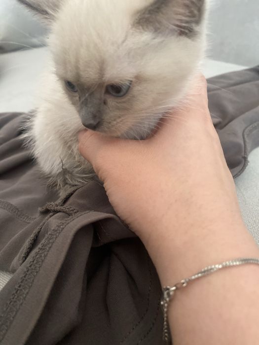 11 айфон с гарантий