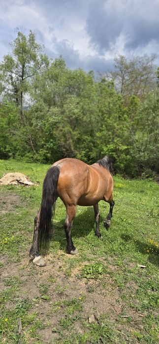 Cal de vanzare sănătos si ingrijit