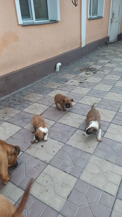 Щенки питбуль 1 месяц