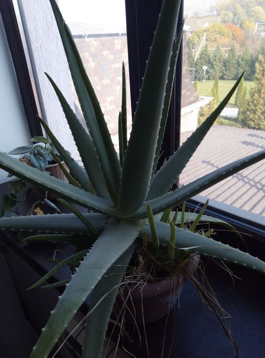 Комнатные цветы в горшках