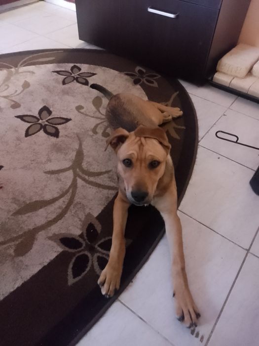 Питбул женски  стафордширски териер