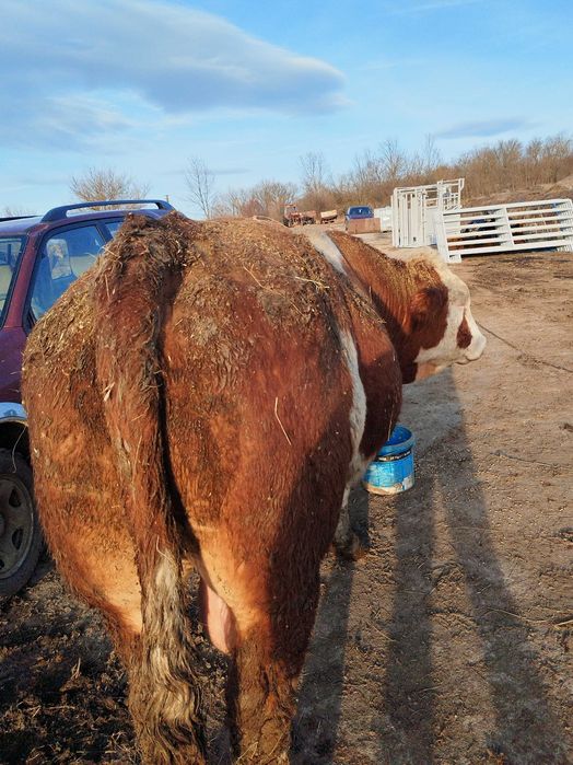 Vând Taur Baltată Ungurească