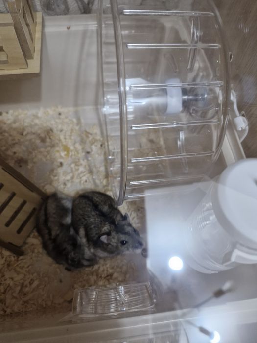 Продам хомяка девочку