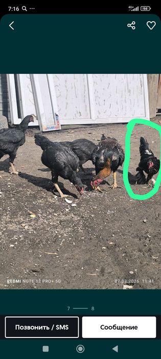 Докан , карлик .