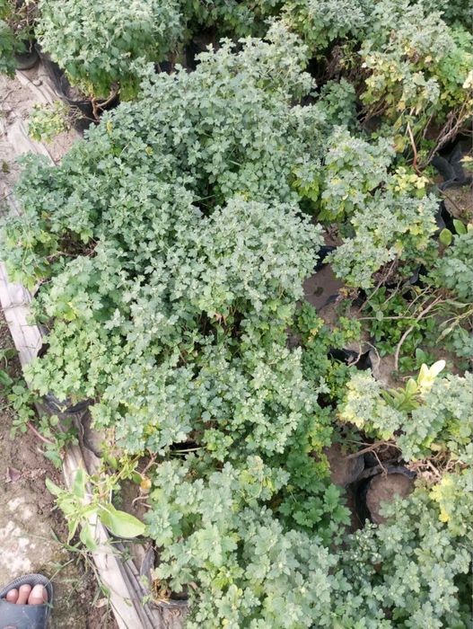 Gul kochatlari sotiladi 10 000 mingdan