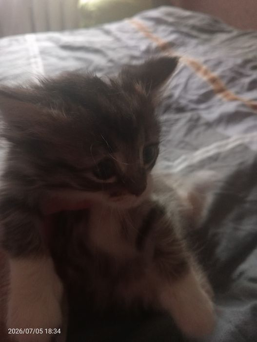 Отдам даром котят