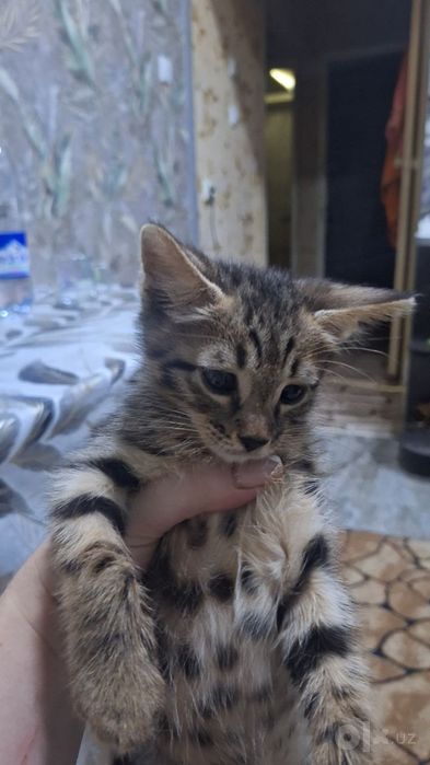 Прадаю котят за 400.$ чисто бенгальские