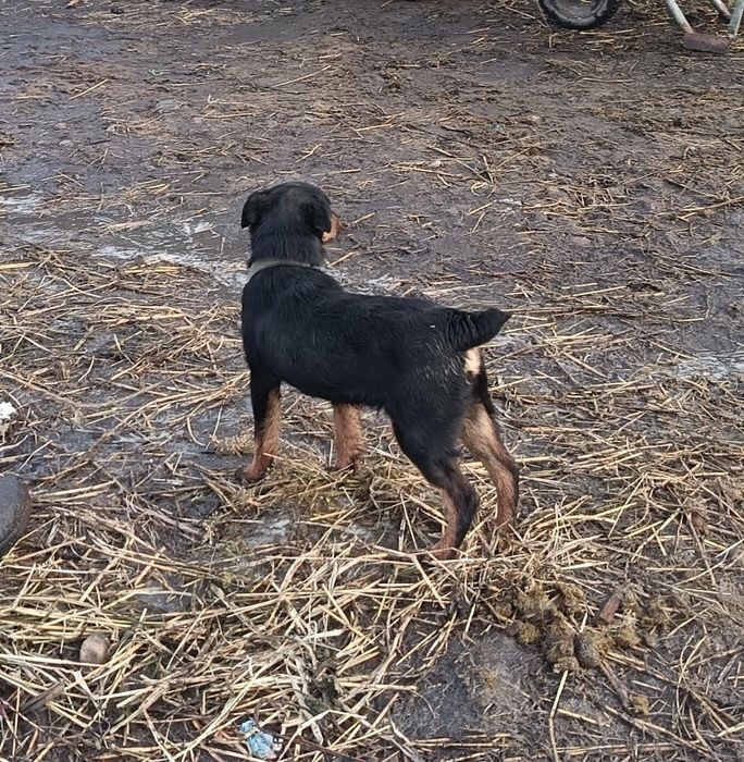 Продается ягтерер