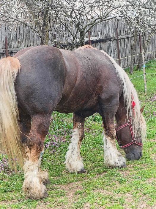 Armăsar greu pentru monta