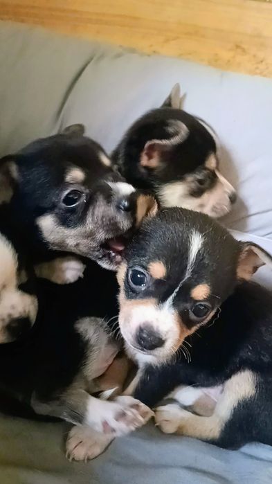 Чихуахуа сладки бебета