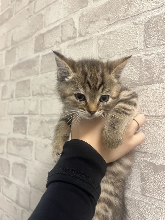 Две маленькие кошечки ищут дом