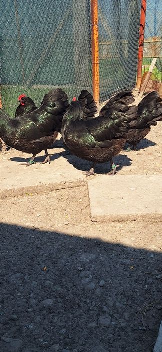 Gaini si cocosi de australorp si tineret