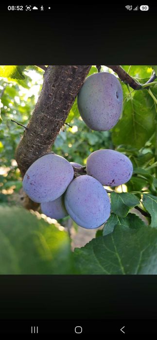 Prune din regiunea Arges