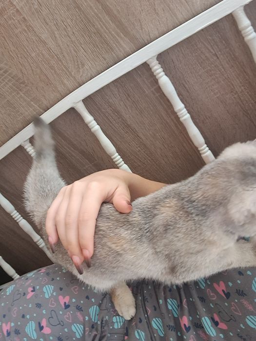 Отдам котенка  в добрые руки