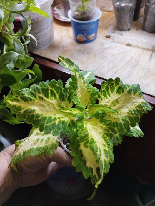 Продам комнатные цветы