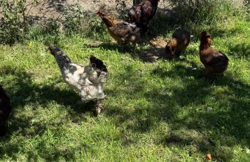 Perechi araucana