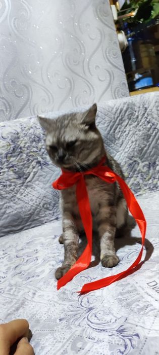 Отдам в добрые руки кота мальчика!