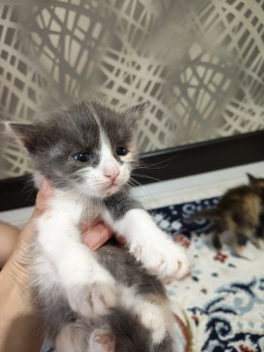 Одам в добрые руки. Котята