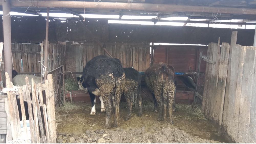 Продам коров и теленка