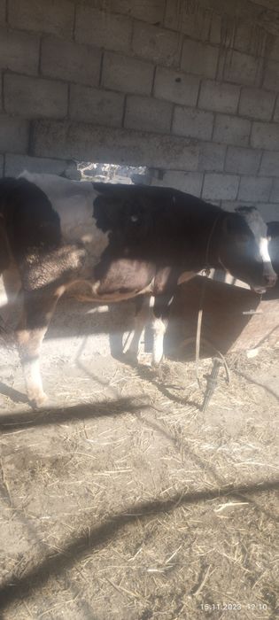 Голштин пародали гуножин сотлади