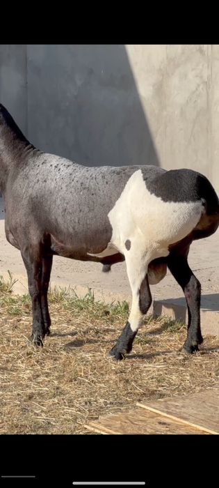 Qoy куй кой qochqorlar sotiladi Aqiqa va toy marosmlar