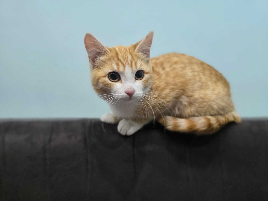 Котенок девочка отдам.