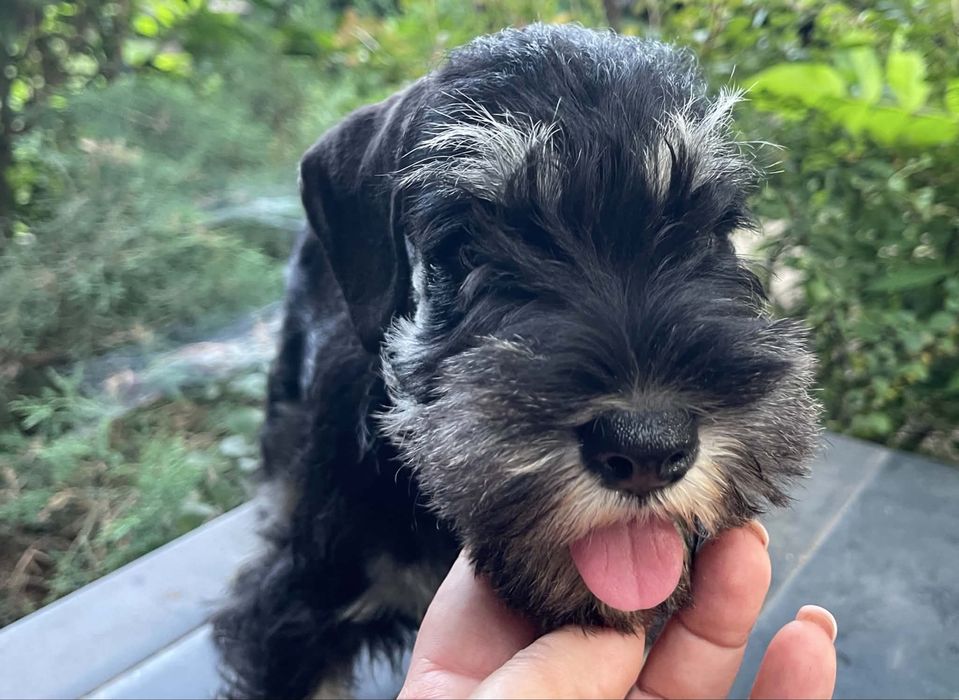Femela Schnauzer negru argintiu cu pedigree emis
