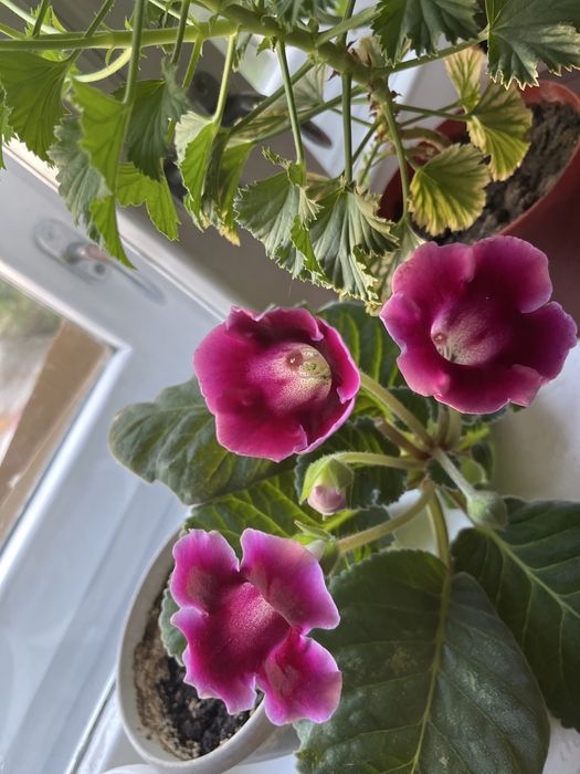 Продам комнатные цветы глаксиния