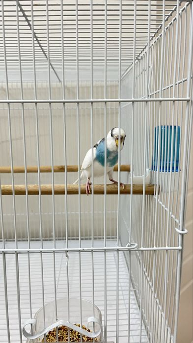 Продаем волнистого попугая Кузя