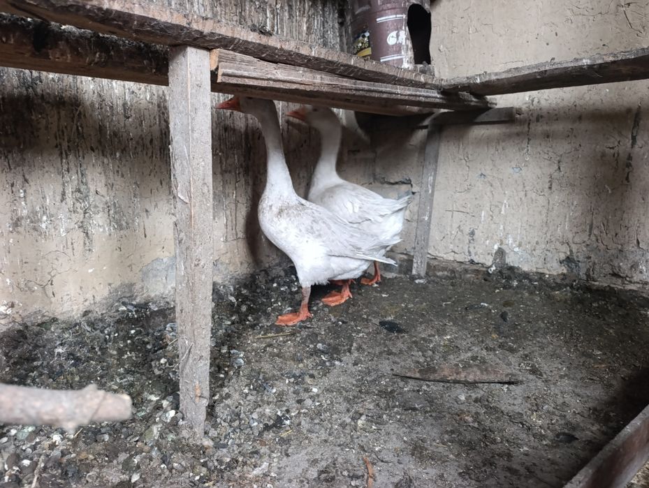 Продам гусей , срочно!