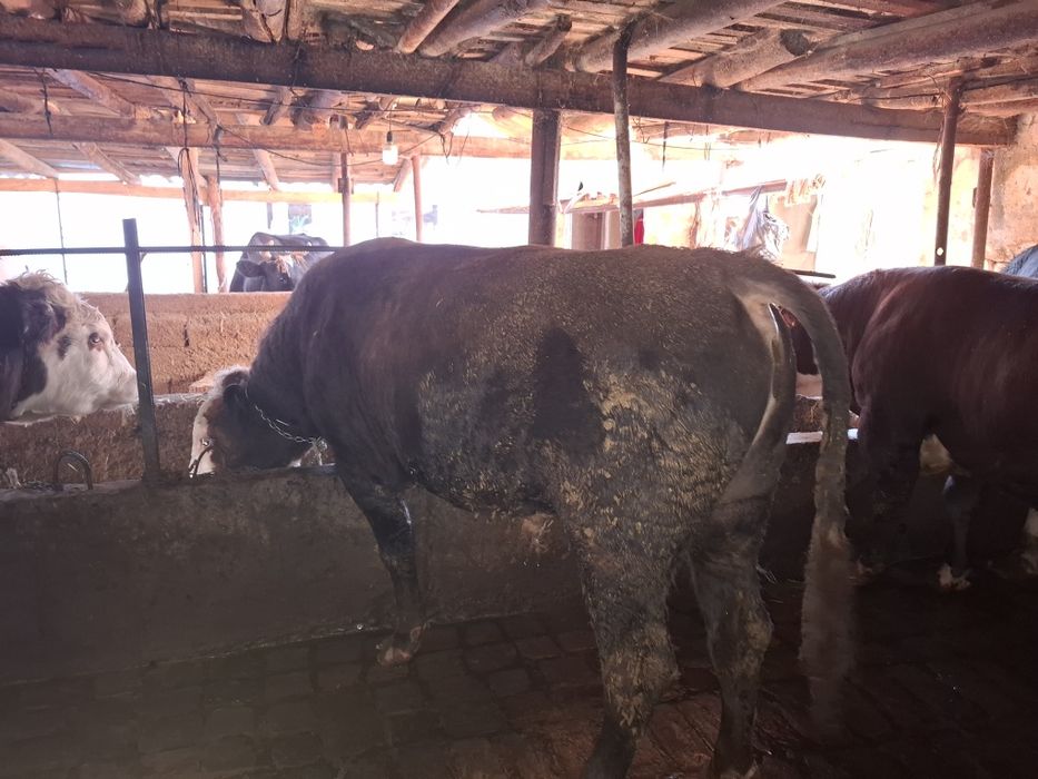 Букалар, 110 млнга 3 та букка