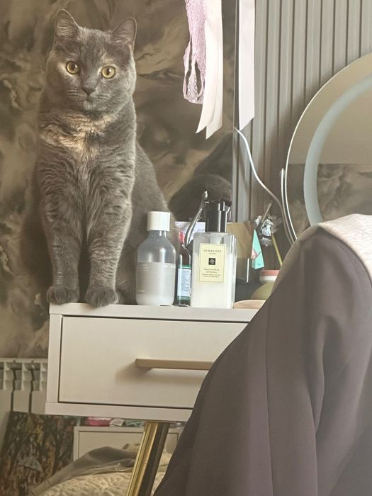 Британская кошка