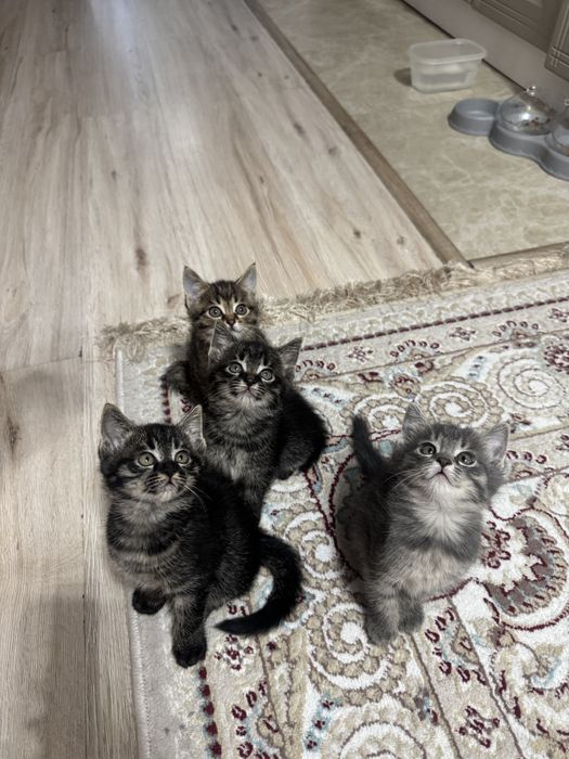 Котята 3 девочки)