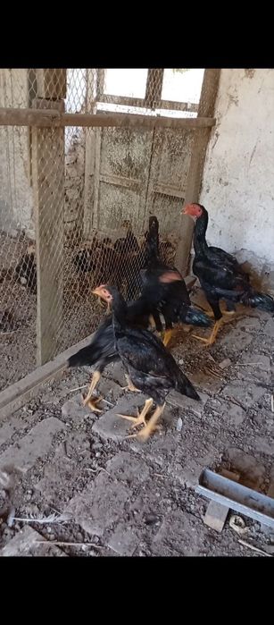 Сотилади кони тоза даканлар Манзил Бухоро