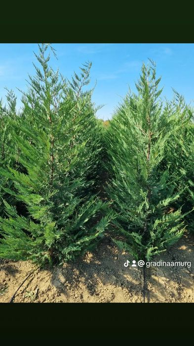 Leylandii Chiparos, Gard Viu