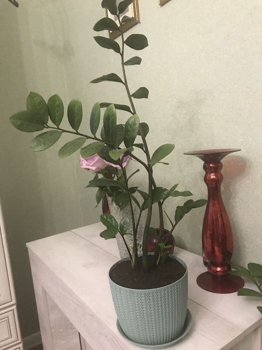 Цветы домашние