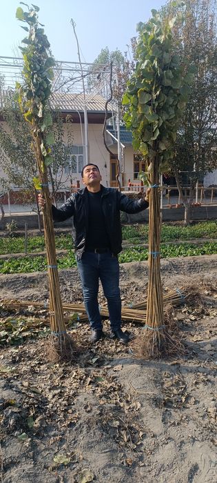 Terak koʻchatlar optim