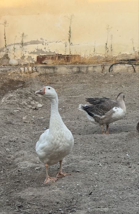 Утки и гуси, урдак ва гозлар