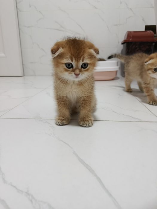 Продается котенок. Скотиш фолд