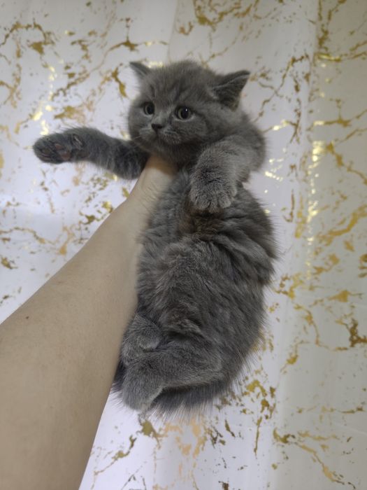 Британский голубой плюша