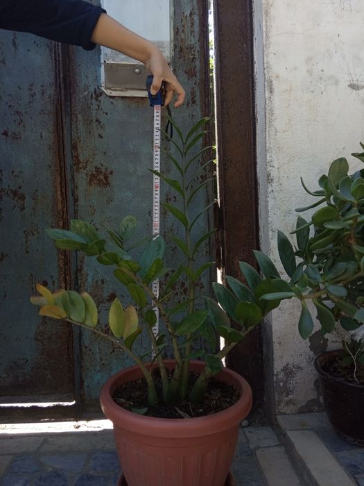 Цветы офисные, домашние