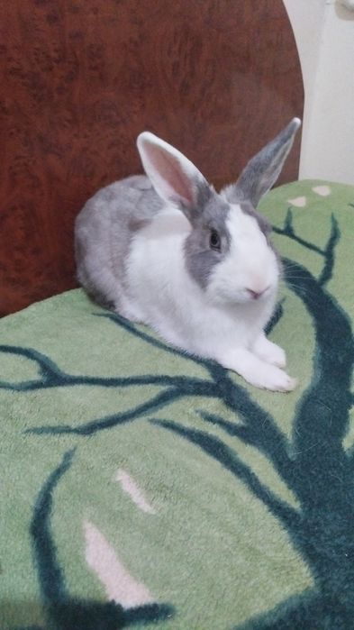 Отдам кролика с вальером