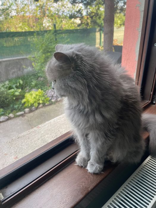 Подарявам Британска Котка
