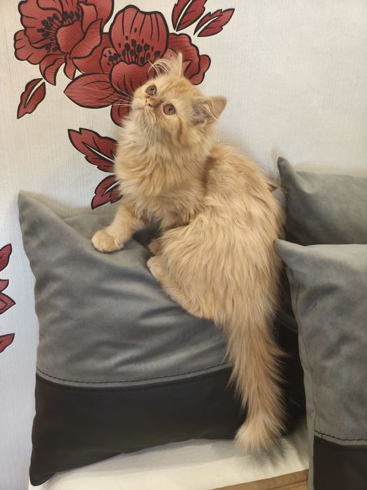 Персийски котенца