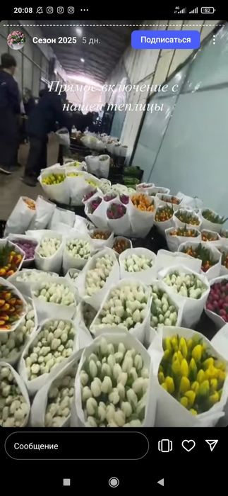 Тюльпаны урожай 2026