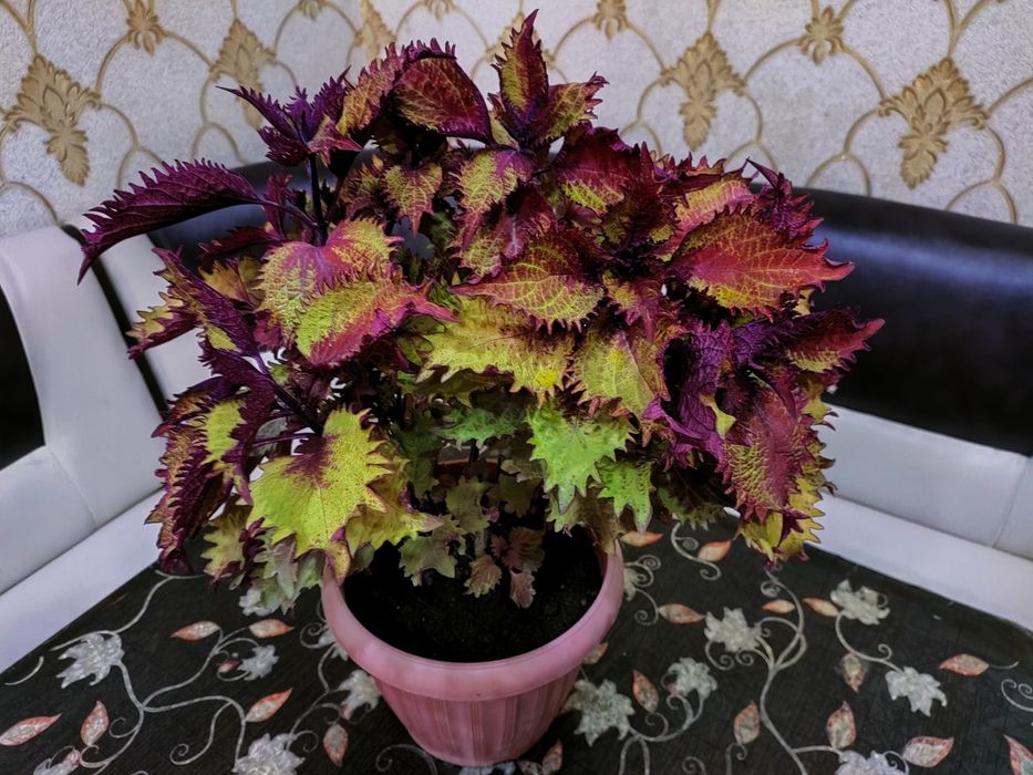 Колеусы. доставка