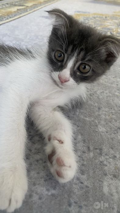 Mushuk bolalari 2oylik. 4ta